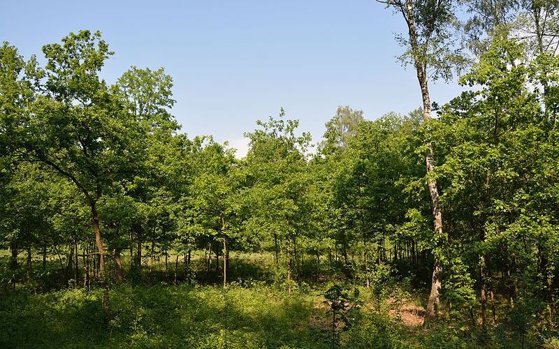 Zwangsversteigerung Forstwirtschaftlich genutztes Grundstück in 57462 Olpe