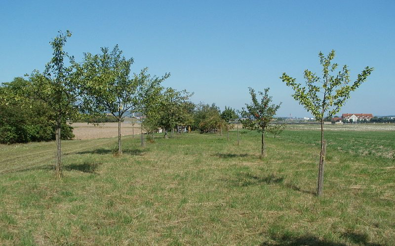 Zwangsversteigerung Als Garten genutztes Grundstück bebaut mit einem Bungalow in 08058 Zwickau